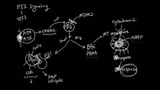 P53 Apoptosis Signaling [upl. by Dagley]