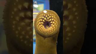 Lamprey 🪱 The Vampire Fish [upl. by Hotze]