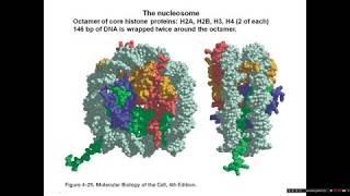 Introduction to chromatin structure [upl. by Prescott554]