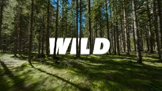 WILD FPV  Fly trough the Forest  Cinematic drone footage  Italy Dolomites [upl. by Wixted]