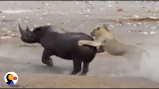 Pregnant Rhino Fights Off Hungry Lions  The Dodo [upl. by Fredette653]