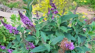 Plant Spotlight Buddleia Butterfly Bush A pollinator magnet in my GAzone 8a garden [upl. by Van]