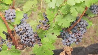 Harvesting grapes at Kuhlman Cellars in Stonewall  FOX 7 Austin [upl. by Zuliram]