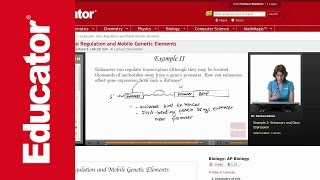 Enhancers and Gene Expression [upl. by Alvarez824]