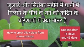 Giloy plantGiloy ko pani mein kaise ugaye Guduchi PlantTinospora cordifolia Propagation in water [upl. by Gadmann174]