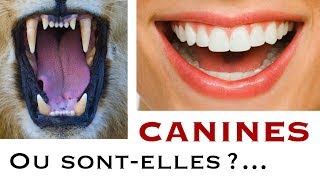 Aton des Canines   Regenereorg  Thierry Casasnovas [upl. by Nivle]