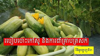 ការចោះកៅស៊ូ និងដាំត្រសក់ទ្រើង៣ [upl. by Jagir]