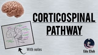 Corticospinal Tract  Pyramidal tract  Detailed Explanation with PG Questions [upl. by Neehcas]