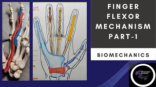 FINGER FLEXORS MECHANISM  PART 1  HAND COMPLEX BIOMECHANICSPhysiotherapy [upl. by Arrait]