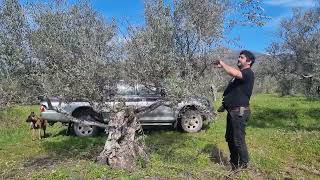 Vamos a ir podando un poco a estos olivos ahora que tenemos unos días buenos [upl. by Gilba]