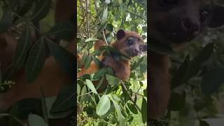 Kinkajou Honey Bear enjoying the ☀️ Florida weather [upl. by Ysiad704]