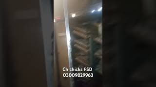 Chaudhari chicks hatchery machine chal rahi hai dekh le03009829963 [upl. by Melac147]