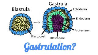 What is Gastrulation II How gastrulation occurs in Amphibians Mammals Birds Reptiles [upl. by Greenwood]