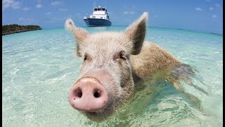 La vérité sur les cochons nageurs des Bahamas  ZAPPING SAUVAGE [upl. by Rhoda]