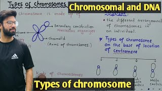 Chromosome structure and Its types  Class 12 Biology [upl. by Konikow724]