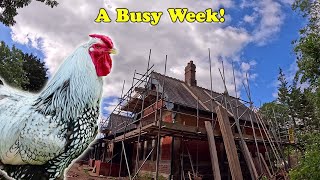 A Rat Chickens Scaffolding amp A Busy Week [upl. by Efthim]