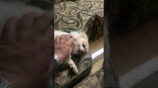 My dog loves tickling [upl. by Linder410]