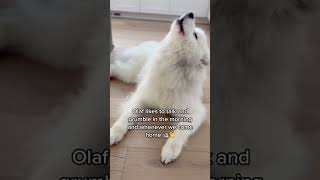 Sounds My Samoyed Makes The Talking Boat 🛥️🐻‍❄️ samoyed dog doglife fluffy [upl. by Lonyer]