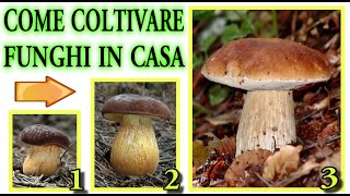 COME COLTIVARE FUNGHI IN CASA CON quotTIME LAPSEquot CRESCITA E RISULTATO FINALE  mushrooms champignons [upl. by Christian]