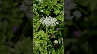 Wilde Möhre – Daucus carota entspannung entspannungsvideo entschleunigung wildpflanzen feldrand [upl. by Ettenil322]