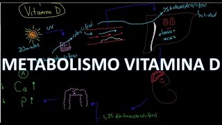 Metabolismo del Calcio Vitamina D 1 de 5 [upl. by Algy]