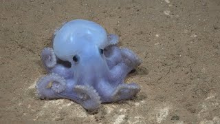 AlienLike Marine Species Filmed On Newly Discovered Sea Mountain [upl. by Inesita]