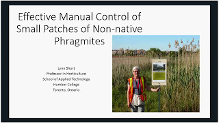 Manual control of nonnative Phragmites  effective options for small patches [upl. by Clem]