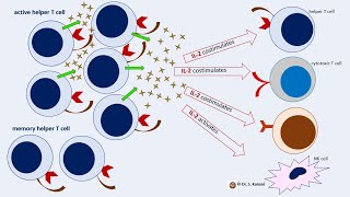 Activation and Proliferation of Helper T Cells and Release of Cytokines [upl. by Joses]