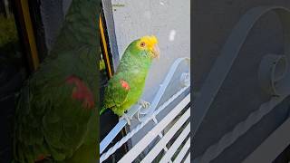 Loro Fito Rolling in the Deep Loros Caminando Shorts parrot birds amor adele animales viral [upl. by Bandeen]