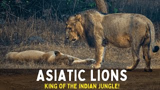 Asiatic Lion The Last Kings of Indian Jungle [upl. by Gitt]