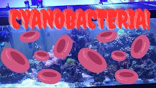 Red Cyanobacteria in Reef Tank [upl. by Adena70]