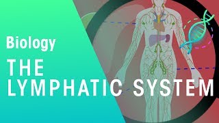 The Lymphatic System  Health  Biology  FuseSchool [upl. by Gascony]