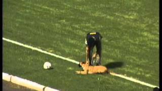 Cachorro rouba a cena no jogo Boa x UEC em Varginha [upl. by Lladnew540]