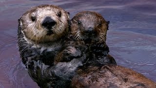 Why Sea Otters Hold Hands amp Wrap Pups in Seaweed [upl. by Dearborn]