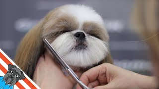 A beautiful haircuts shih tzu  How to groom shih tzu [upl. by Kristofer]