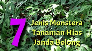 Cara Cepat Membesarkan Monstera Si Daun Bolong Tanaman Merambat [upl. by Vlad882]