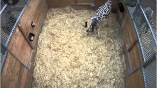 Die Geburt von Giraffenbaby Martin im OpelZoo [upl. by Natanoy]