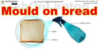 NCERT Class 10th Activity 82  How Do Organisms Reproduce  Mould Grows On Bread  labOnLaptop [upl. by Adalia676]