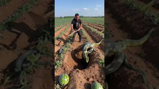 While gardening the man accidentally discovered a pythons nest [upl. by Naoma]