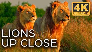 Lions Fight for Territory  Roar of the Wild Ep 2  4K UHD Documentary [upl. by Anyotal]