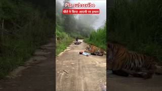 Liopard attack on man tiger animals wildlife nature forest youtubeshorts videoshort shorts [upl. by Ariada]