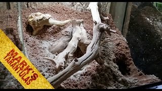 Monocentropus Balfouri Communal Enclosure Setup [upl. by Isla718]