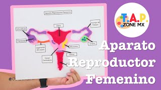 Como hacer la maqueta del Aparato Reproductor Femenino  TAP ZONE Mx [upl. by Novaj]