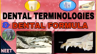 Dental terminologiesHomodont Heterodont DiphyodontAcrodontThecodont etcDental FormulaNeerja [upl. by Colene]