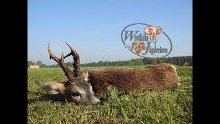 Rehbockjagd in PolenSchlesien im Oberforstamt Kup mit Westfalia Jagdreisen [upl. by Highams]