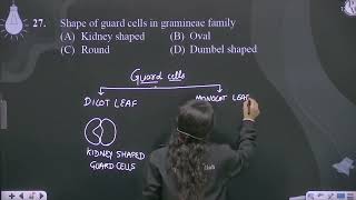 Shape of guard cells in gramineae family [upl. by Grange]