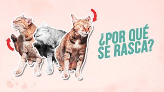 GATOS que se RASCAN MUCHO  ¿Puede ser ALERGIA 😾 ¿Lo hace cuando no lo ves [upl. by Morrie]