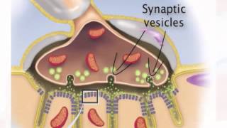 Chapter 13 Stretch Reflex [upl. by Htebzil618]