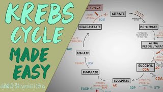 KREBS CYCLE MADE EASY  Krebs cycle Simple Animation Carbohydrate Metabolism Lesson [upl. by Eadrahs833]