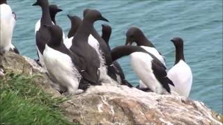 Razorbills amp Guillemots  Part one [upl. by Atsyrc186]